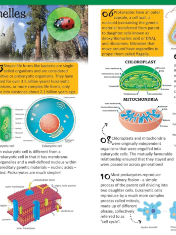 500 Fantastic Facts – Biology – Children’s Reference Book – STEM Learning